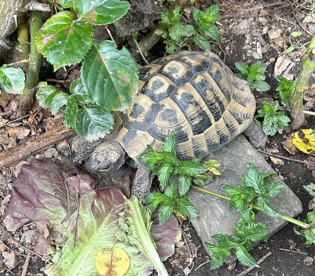 Testudo hermanni