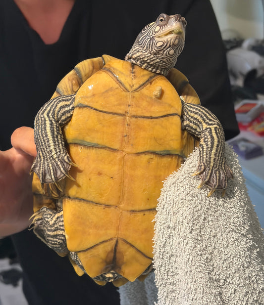 2 Mississippi-Höckerschildkröten abzugeben