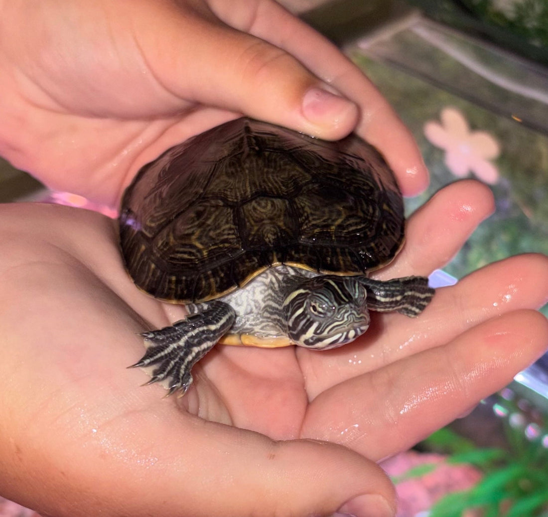 Wasserschildkröten
