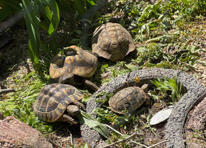 3 weibliche Testudo hermanni boettgeri abzugeben