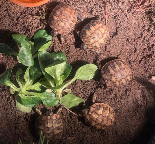 Griechische Landschildkröten NZ 2025