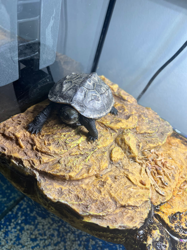 Chinesische Wasserschildkröte mit großem Aquarium & Komplett-Zubehör – Abholung