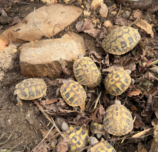 Griechische Landschildkröten NZ 2024 zu verkaufen