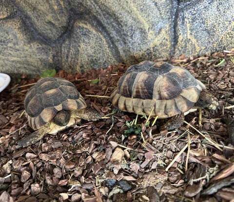 Zwei griechische Landschildkröten