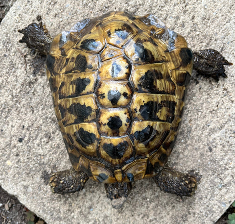 Griechische Landschildkröte von 2009 zu verschenken