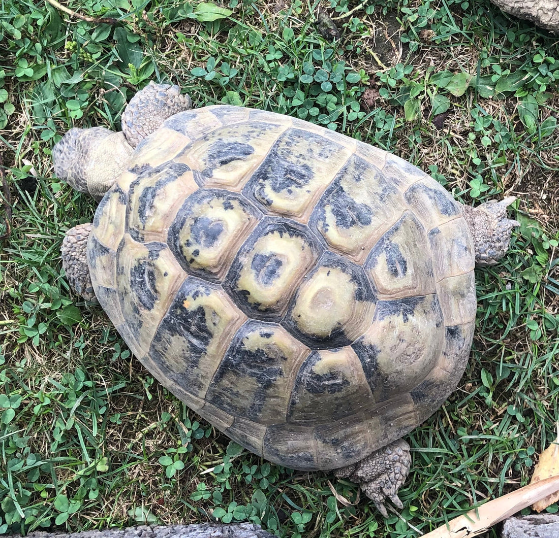 Griechische Landschildkröte 2004 Männchen