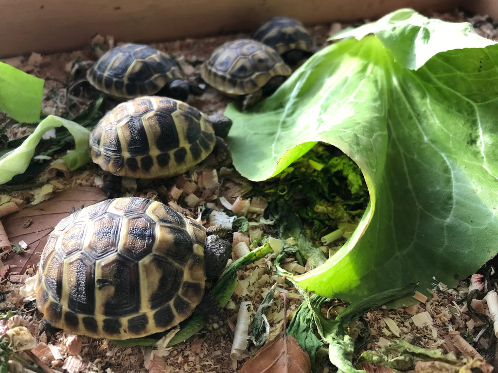 Griechische Landschildkröte
