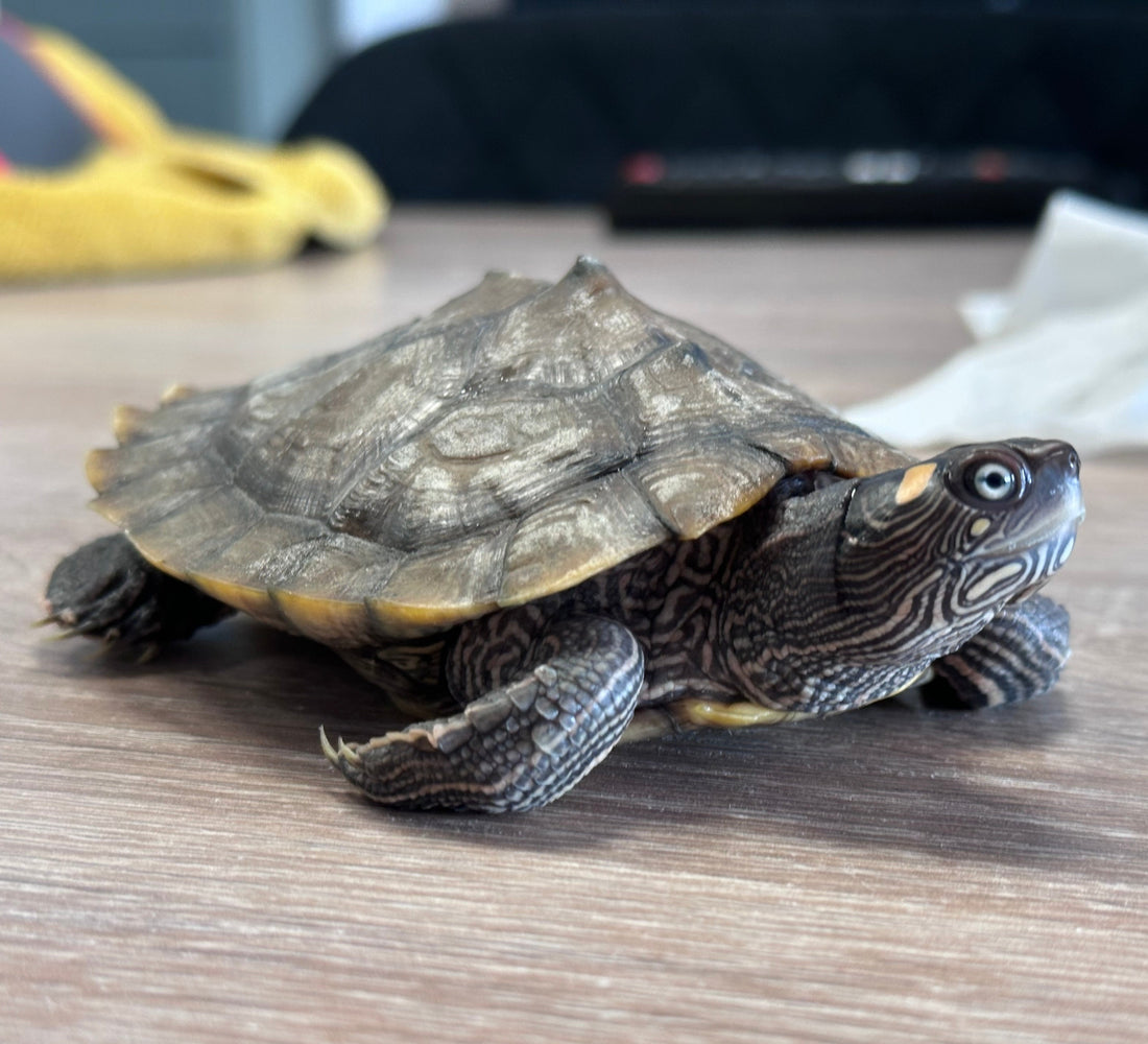 Mississippi-Höckerschildkröte