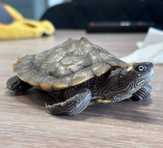 Mississippi-Höckerschildkröte