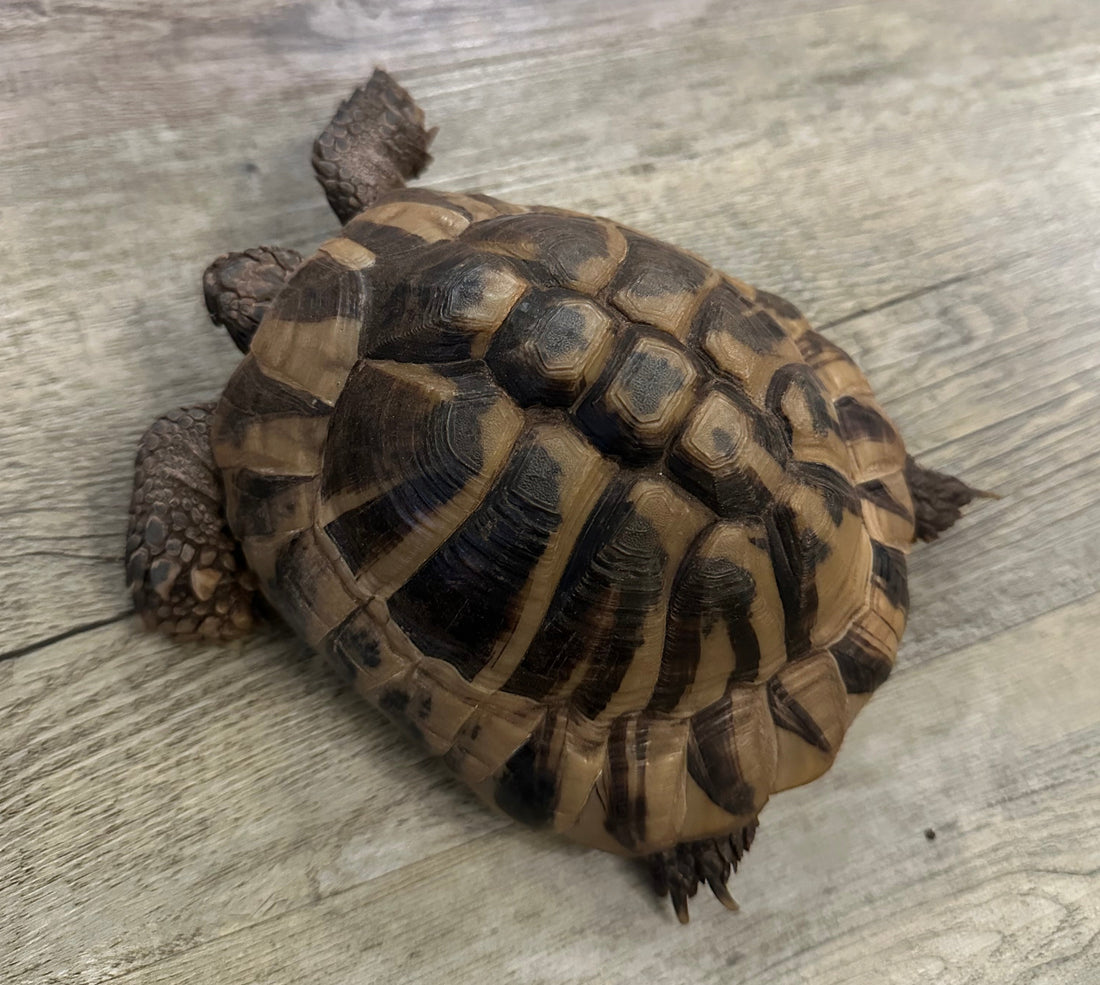 Griechische Landschildkröte