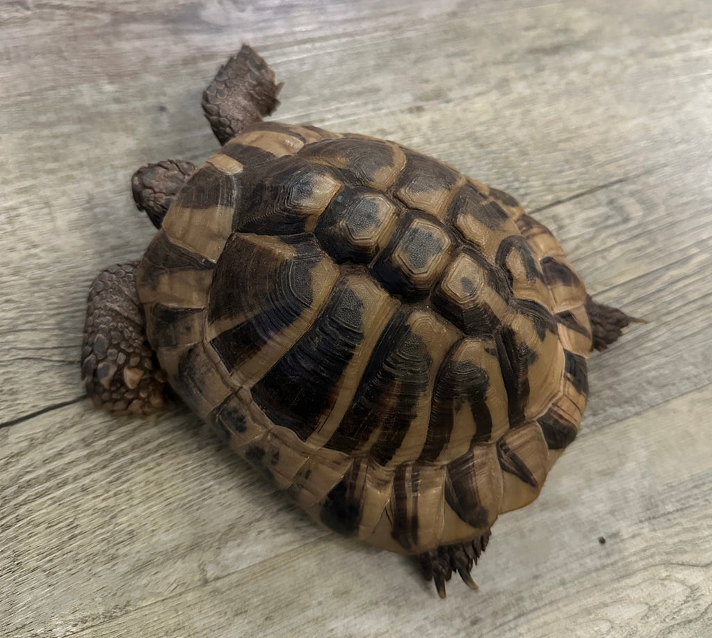 Griechische Landschildkröte