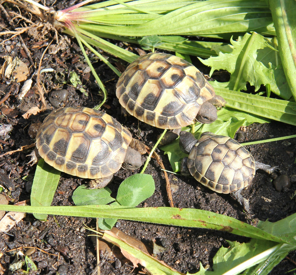 Nachzuchten Griechische Landschildkröte