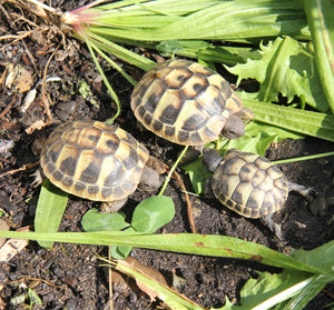 Nachzuchten Griechische Landschildkröte