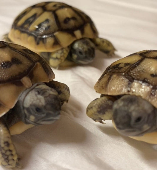 Griechische Landschildkröten THB NZ 2025
