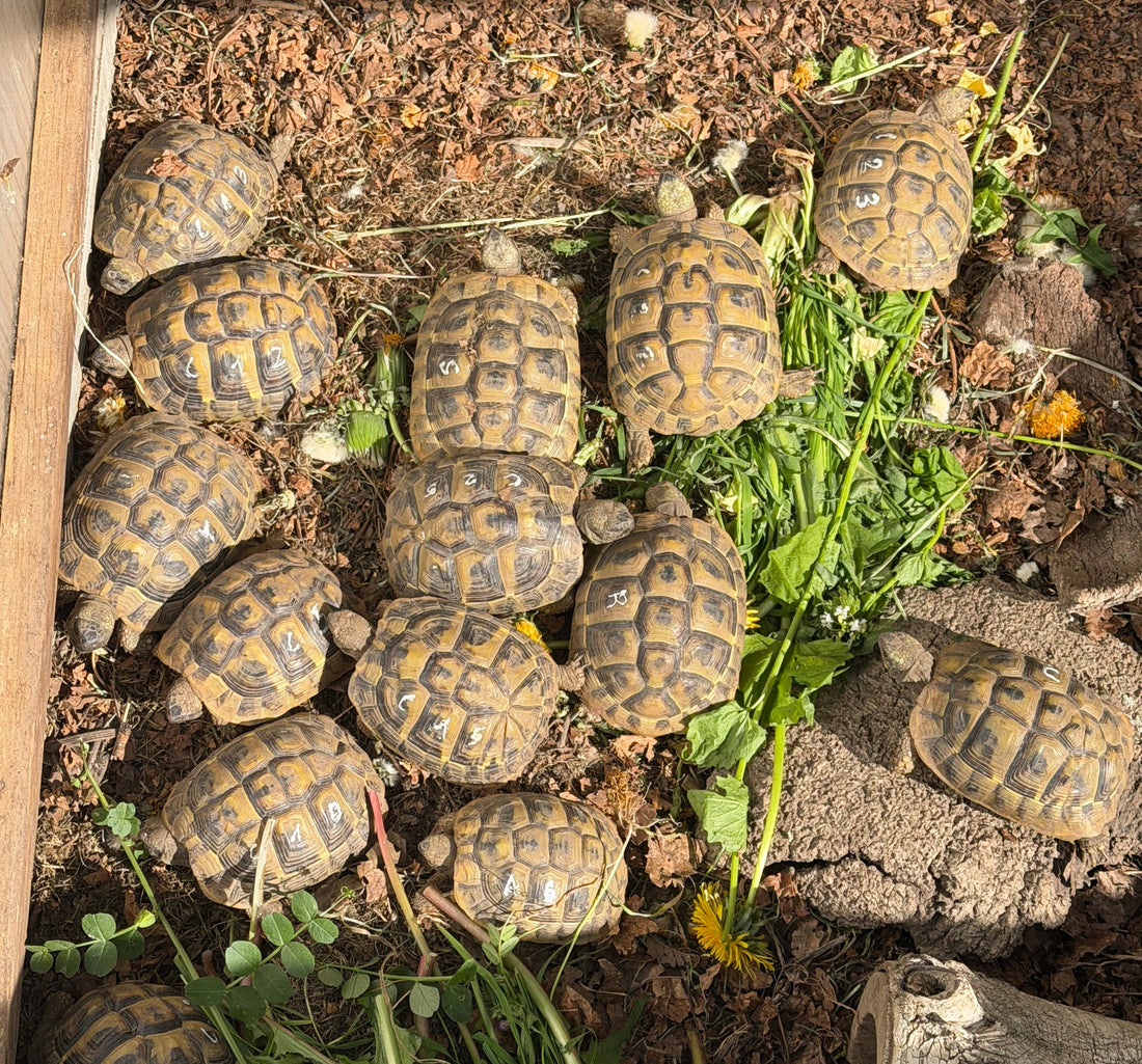 Griechische Landschildkröten THB Nachzuchten 2020 und 2021
