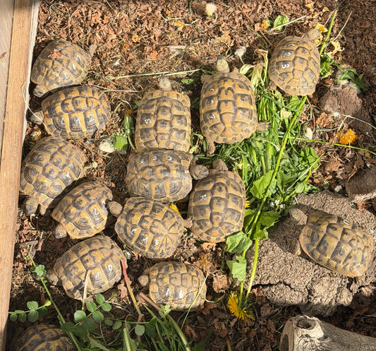 Griechische Landschildkröten THB Nachzuchten 2020 und 2021