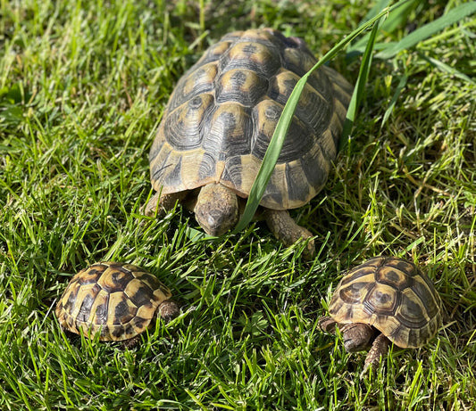 Griechische Landschildkröten zu verkaufen
