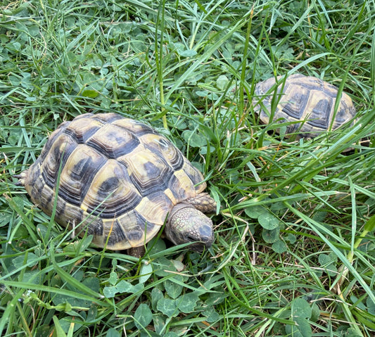 Trio (1m + 2w) THB von 2018-2020 zu verkaufen