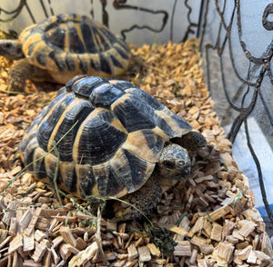 Zwei Griechische Landschildkröten abzugeben