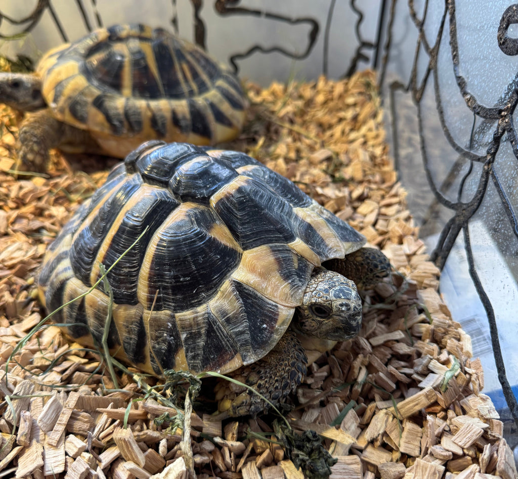 Griechische Landschildkröten