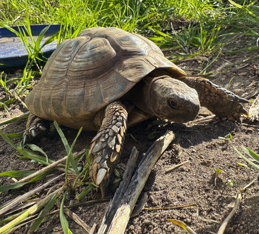 Griechische Landschildkröte männlich aus 2009
