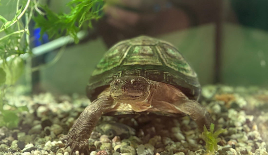 Westafrikanische Klappbrustschildkröte