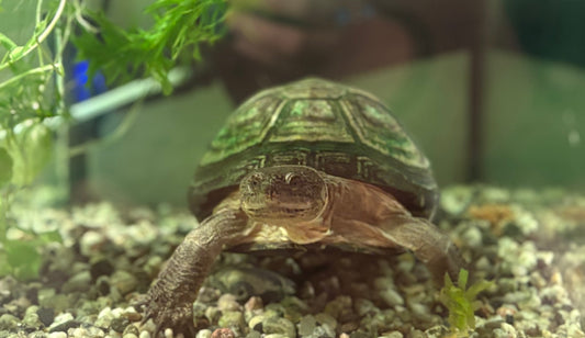 Westafrikanische Klappbrustschildkröte