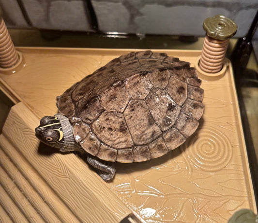Mississippi Höckerschildkröte zu verschenken