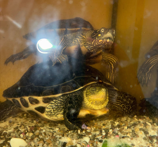 Hübsche Wasserschildkröten abzugeben