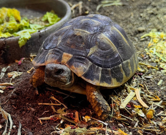 Griechische Landschildkröte (Testudo hermanni boettgerie) abzugeben