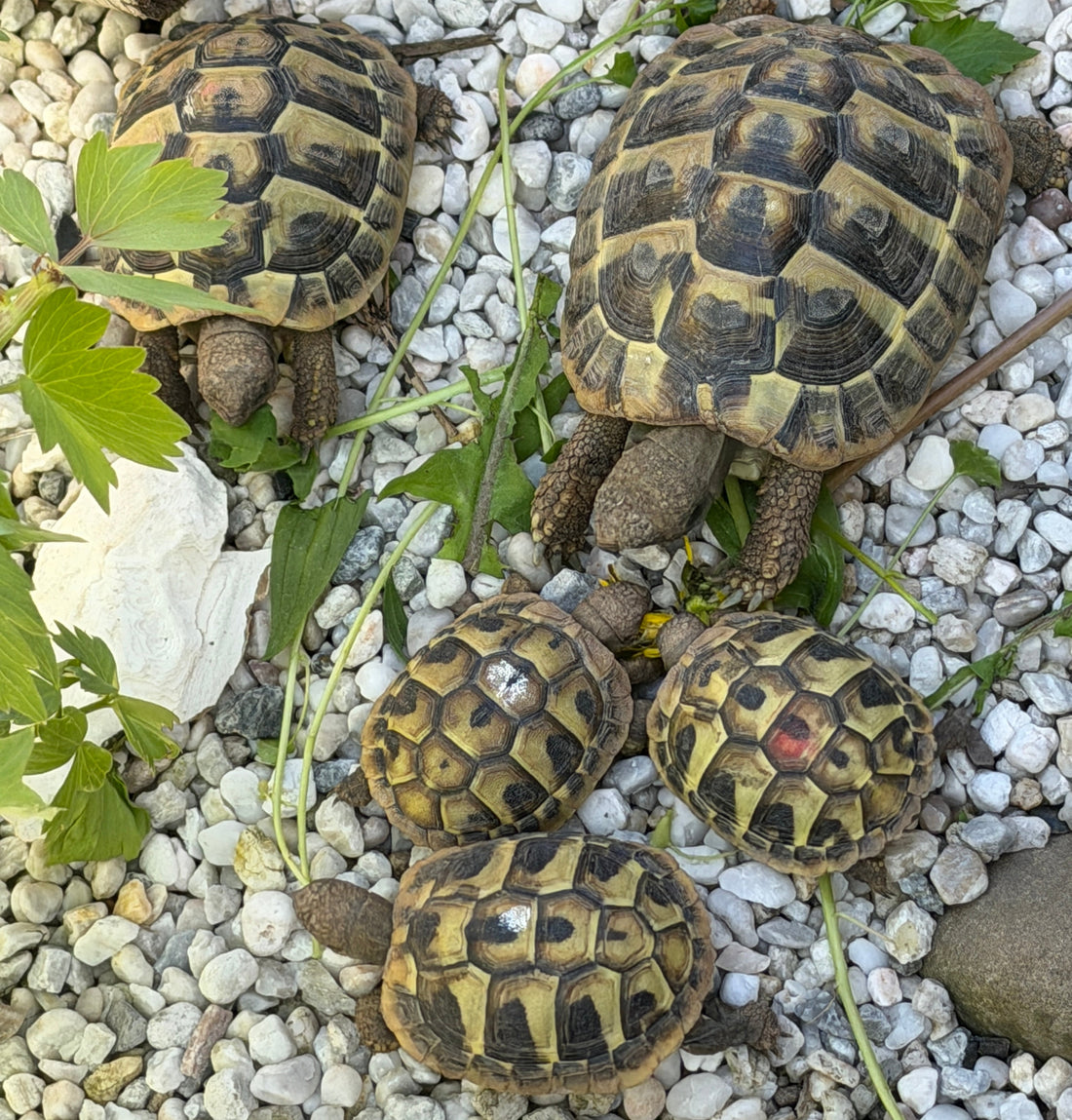 Griechische Landschildkröten NZ 2024/25 zu verkaufen
