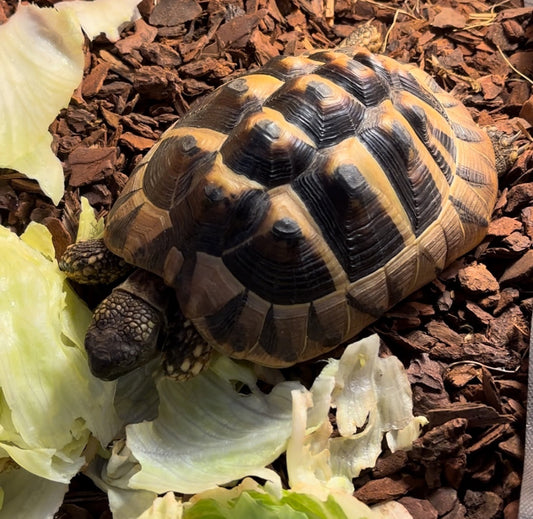 Griechische Landschildkröte Steffi abzugeben
