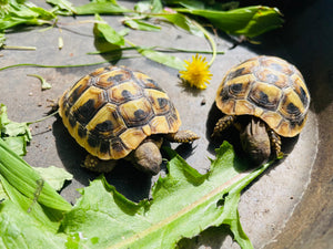 2 Landschildkröten inklusive Zubehör zu verkaufen