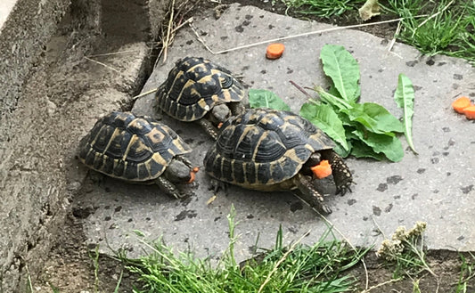 Griechische Landschildkröten