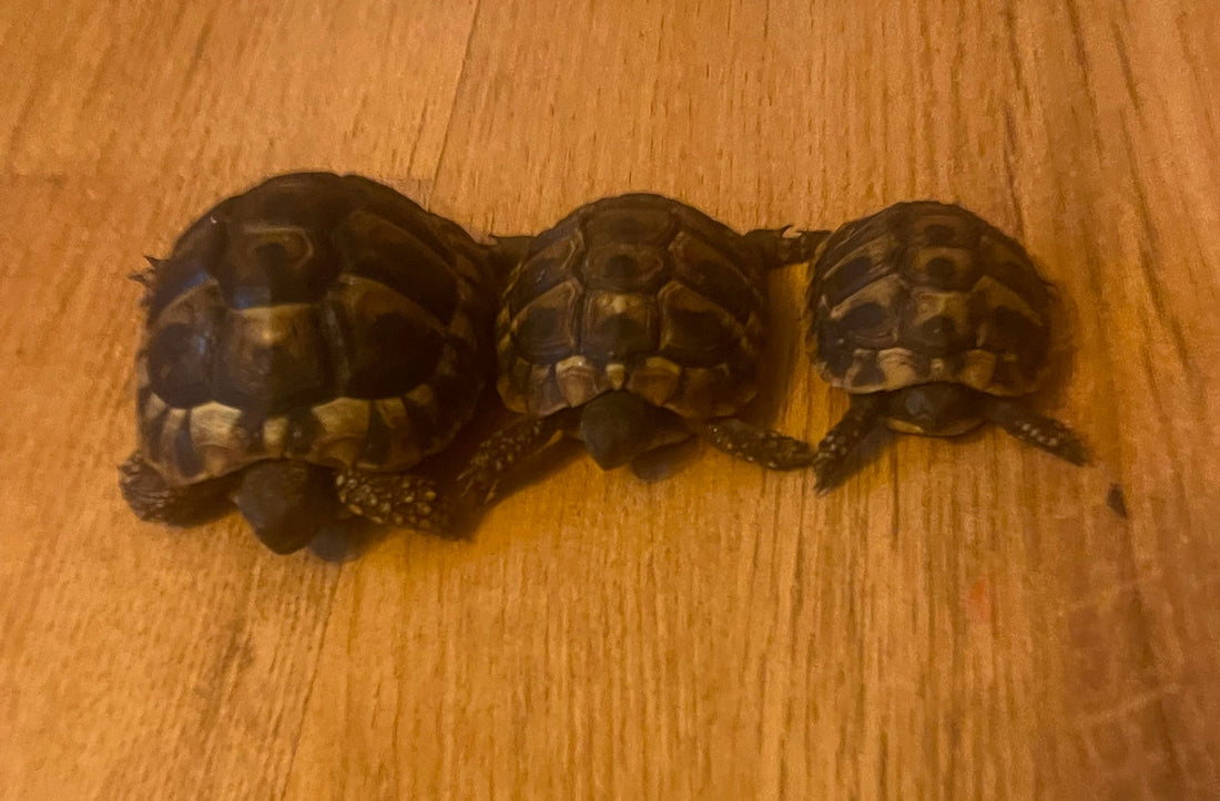 Griechische Landschildkröten