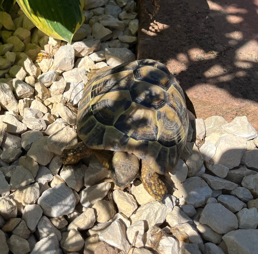 Griechische Landschildkröte Schlupf 2019 männlich