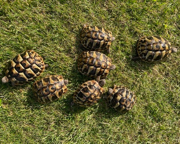 Griechische Landschildkröten aus Hobbyzucht