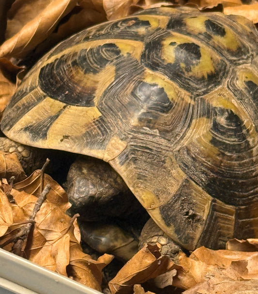 Griechische Landschildkröte 2007 männlich mit Papiere