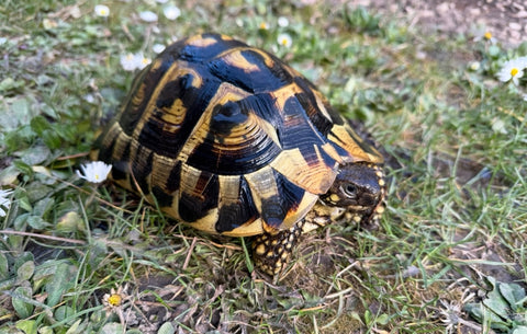 Griechische, weibliche Landschildkröte abzugeben, THH, NZ 2012