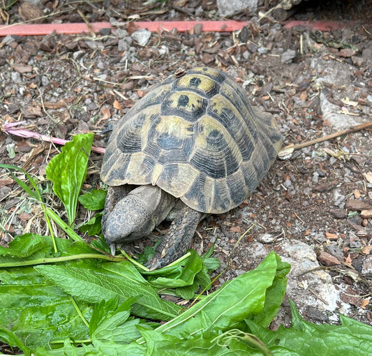 Griechische Landschildkröte