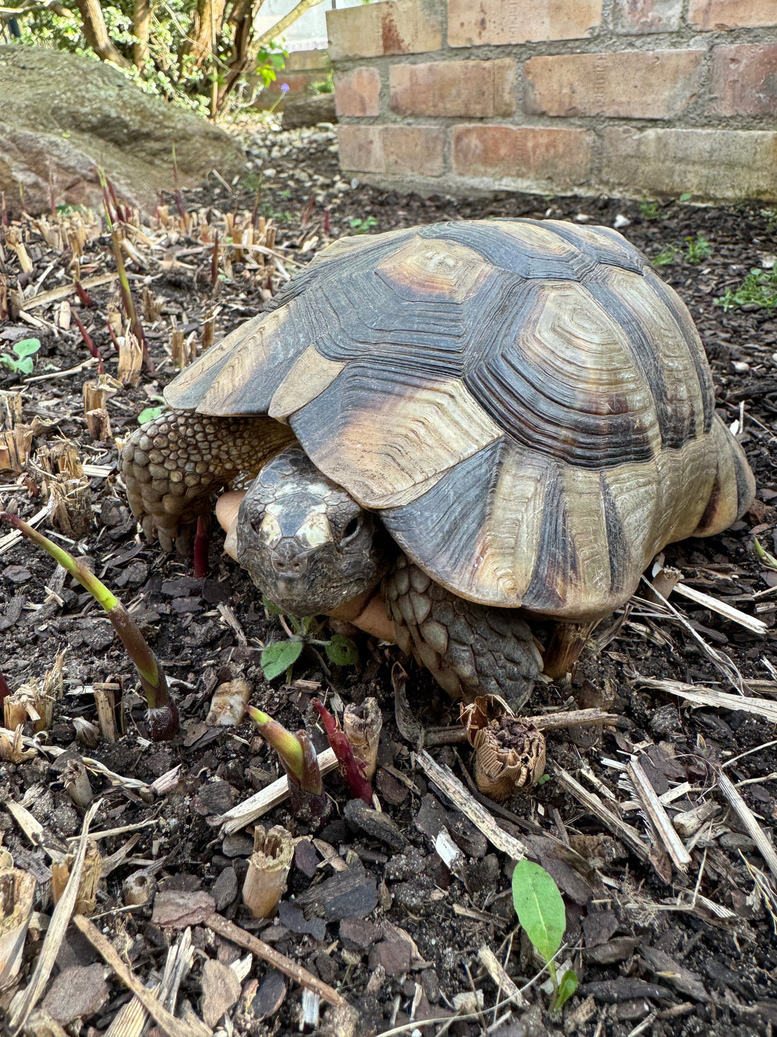Breitrandschildkröte männlich (Testudo marginata) – 11 Jahre alt – sucht neues Zuhause