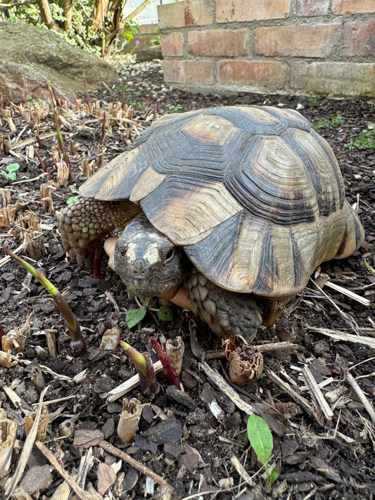 Breitrandschildkröte männlich (Testudo marginata) – 11 Jahre alt – sucht neues Zuhause
