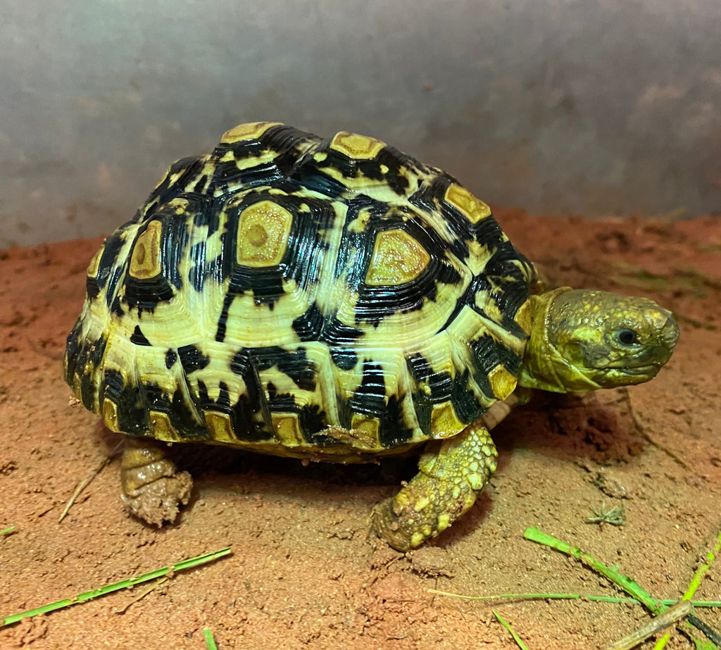Pantherschildkröte Stigmochelys Pardalis Babcocki
