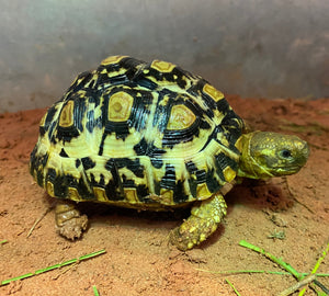 Pantherschildkröte Stigmochelys Pardalis Babcocki