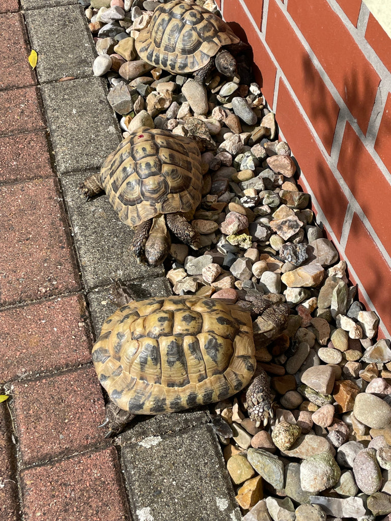 3 Landschildkröten