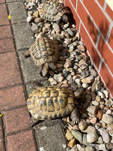 3 Landschildkröten