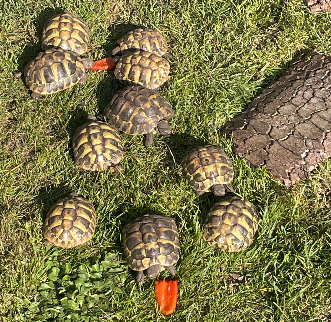 Griechische Landschildkröten NZ 2024 zu verkaufen