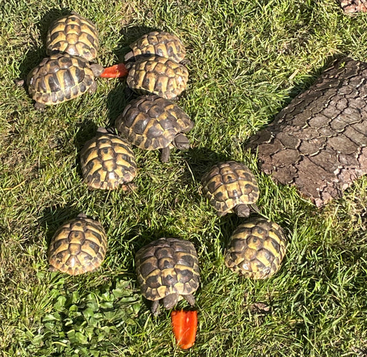 Griechische Landschildkröten NZ 2024 zu verkaufen