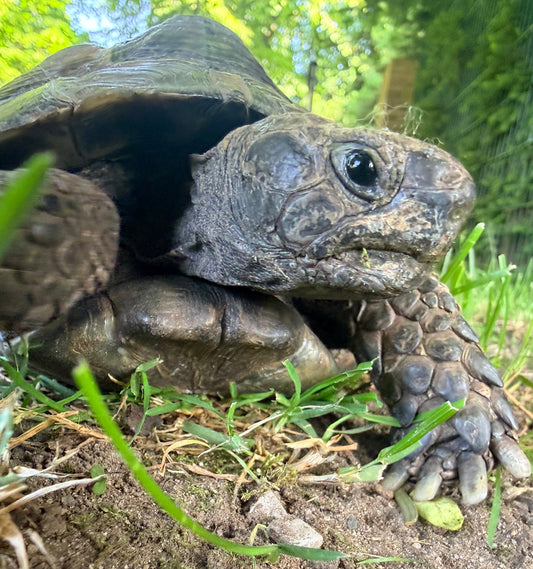 1.1 Pärchen Maurische Landschildkröten