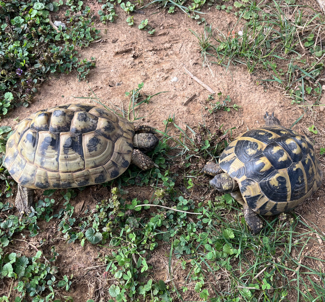 Weibliche Landschildkröten (2008 geb.)